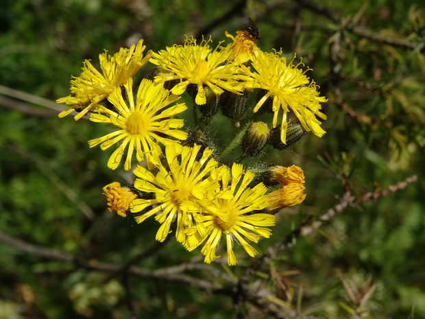 Скерда вонючая - Crepis foetida
