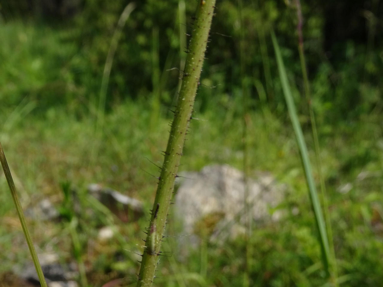 DSC03464