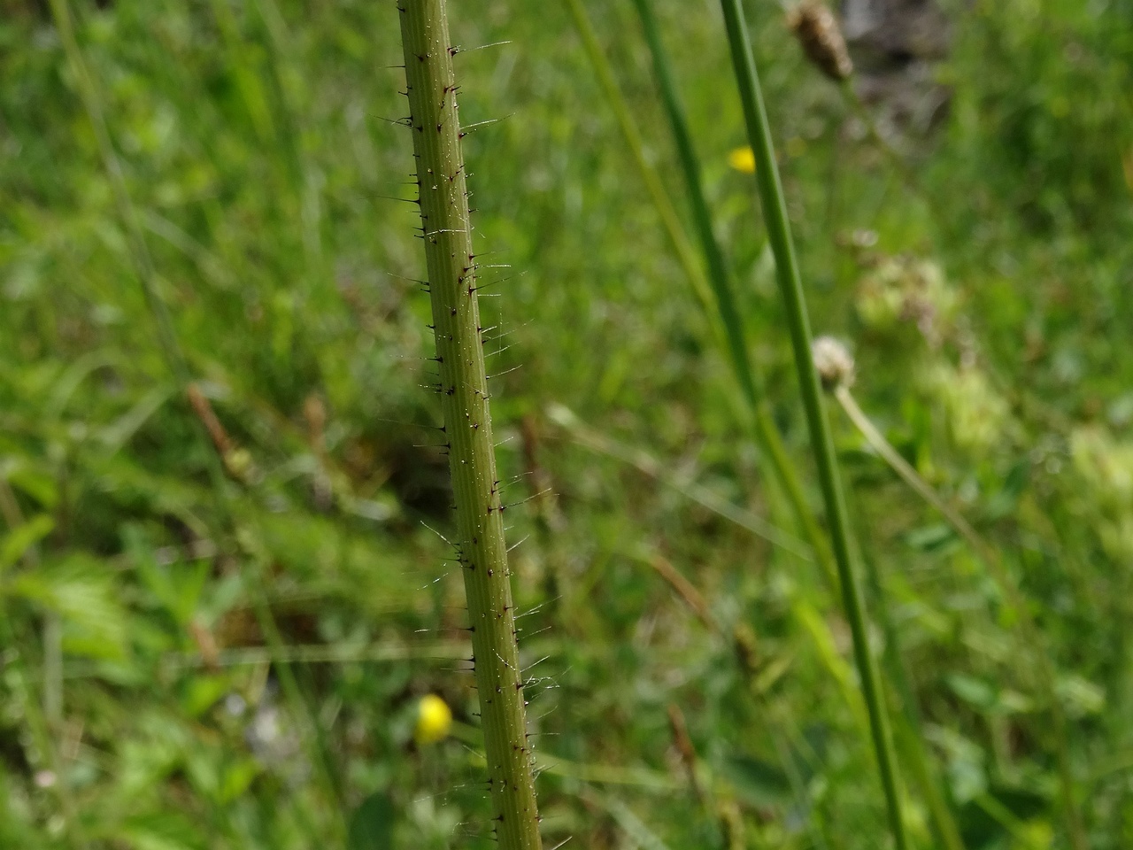 DSC03465