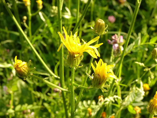 Скерда двулетняя - Crepis biennis