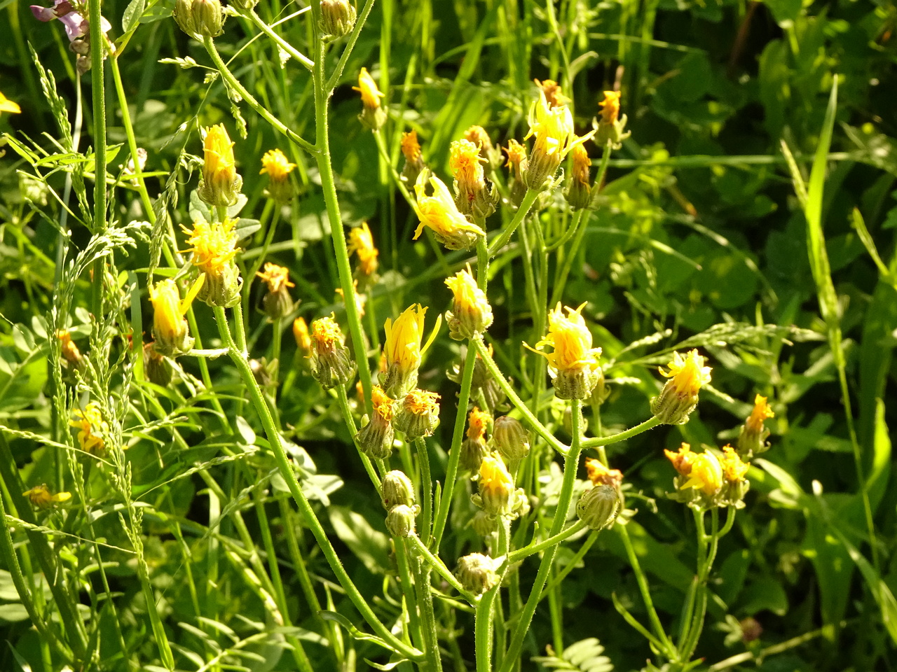 DSC01721