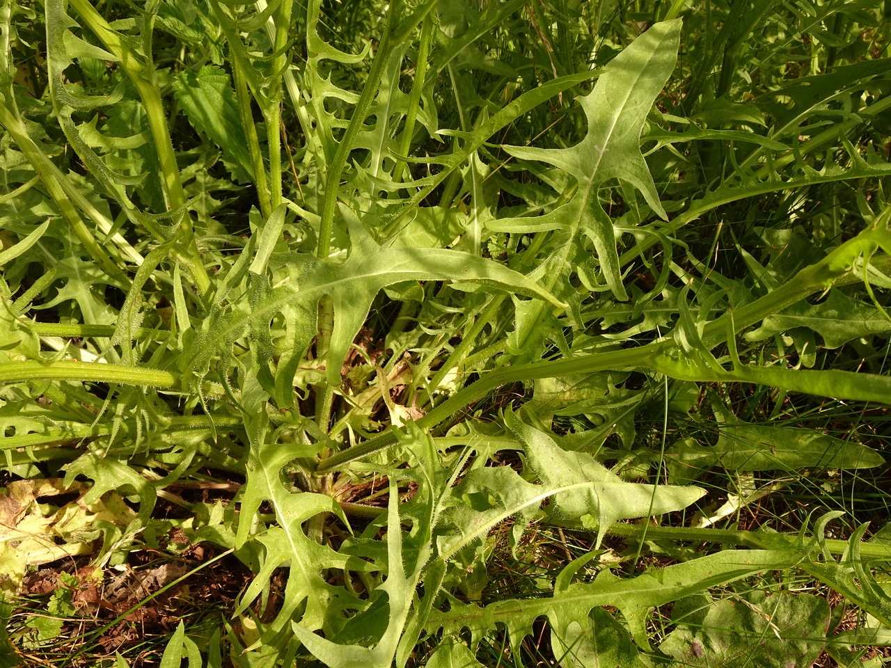 DSC04197