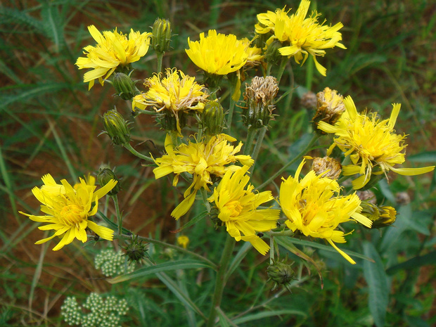 Скерда кровельная - Crepis tectorum