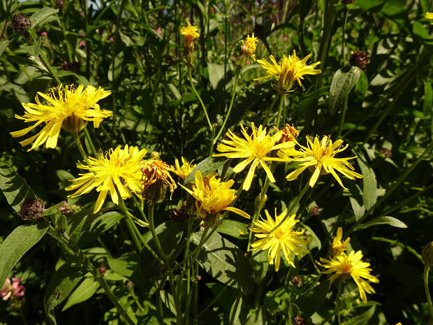 Скерда пиренейская - Crepis pyrenaica
