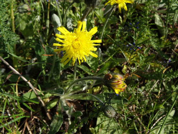 Скерда тупоконечная - Crepis praemorsa