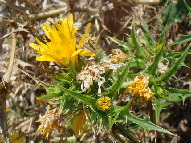Сколимус испанский - Scolymus hispanicus