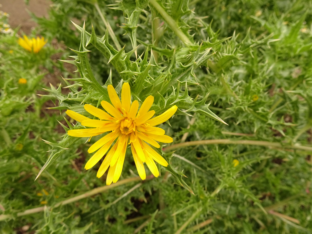 DSC09083
