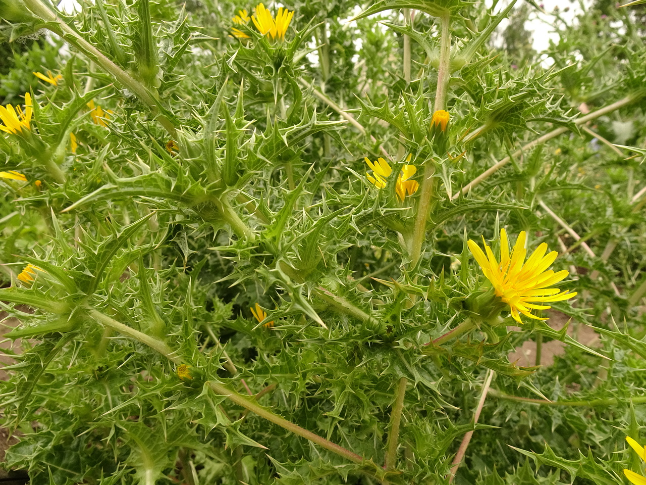 DSC09089