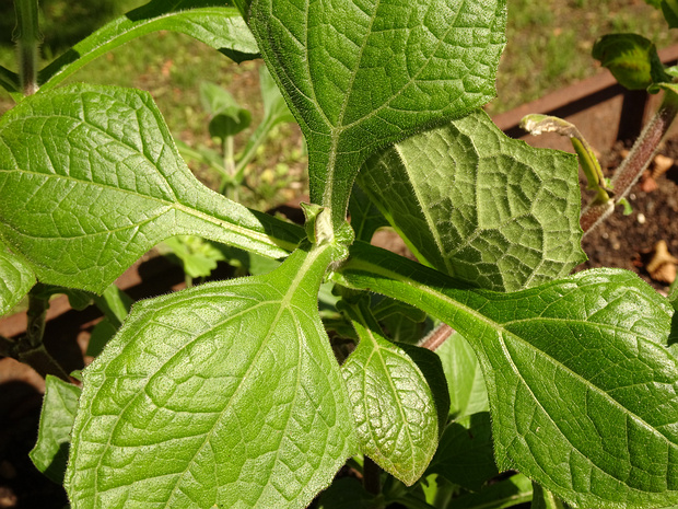 Смалантус осотолистный - Smallanthus sonchifolius