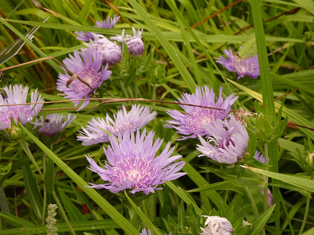 Стокезия гладкая - Stokesia laevis