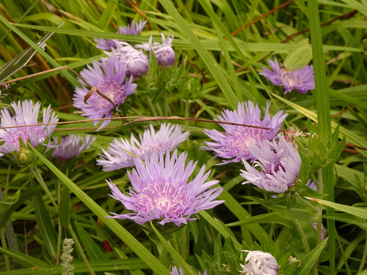 DSC04921