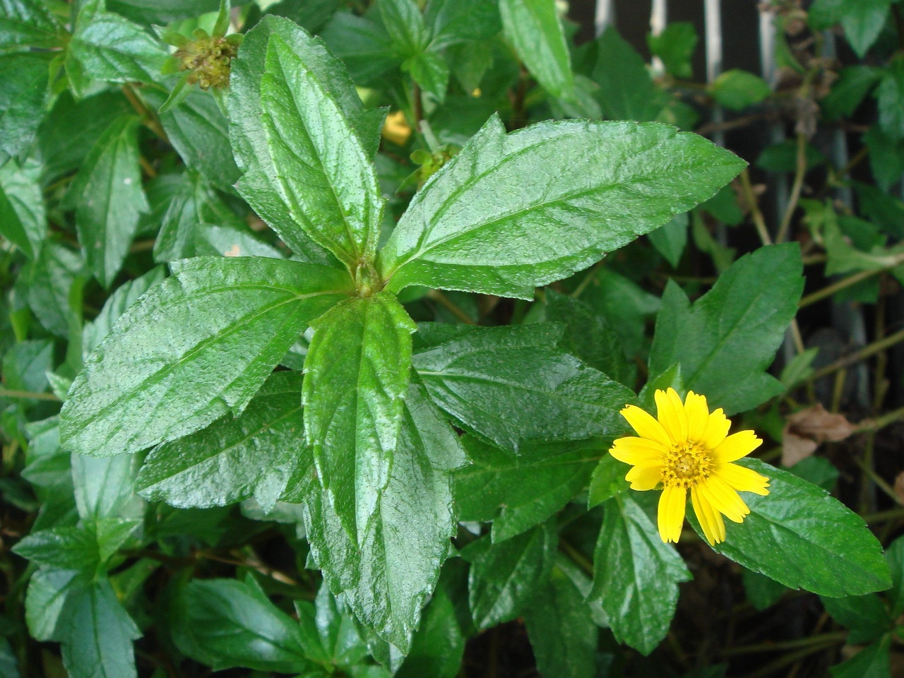 DSC04506