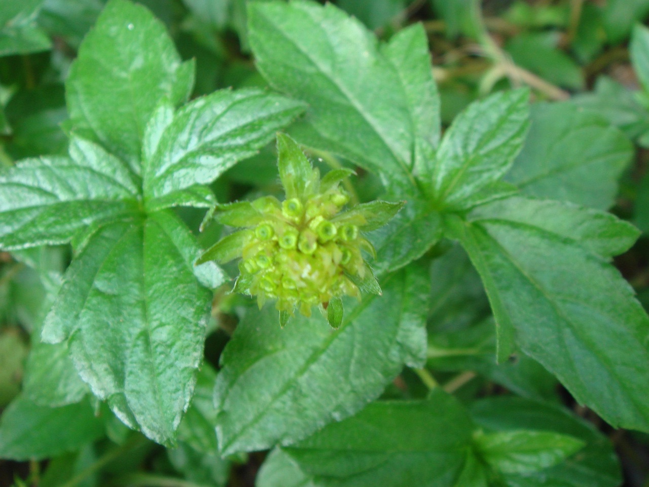 DSC04508