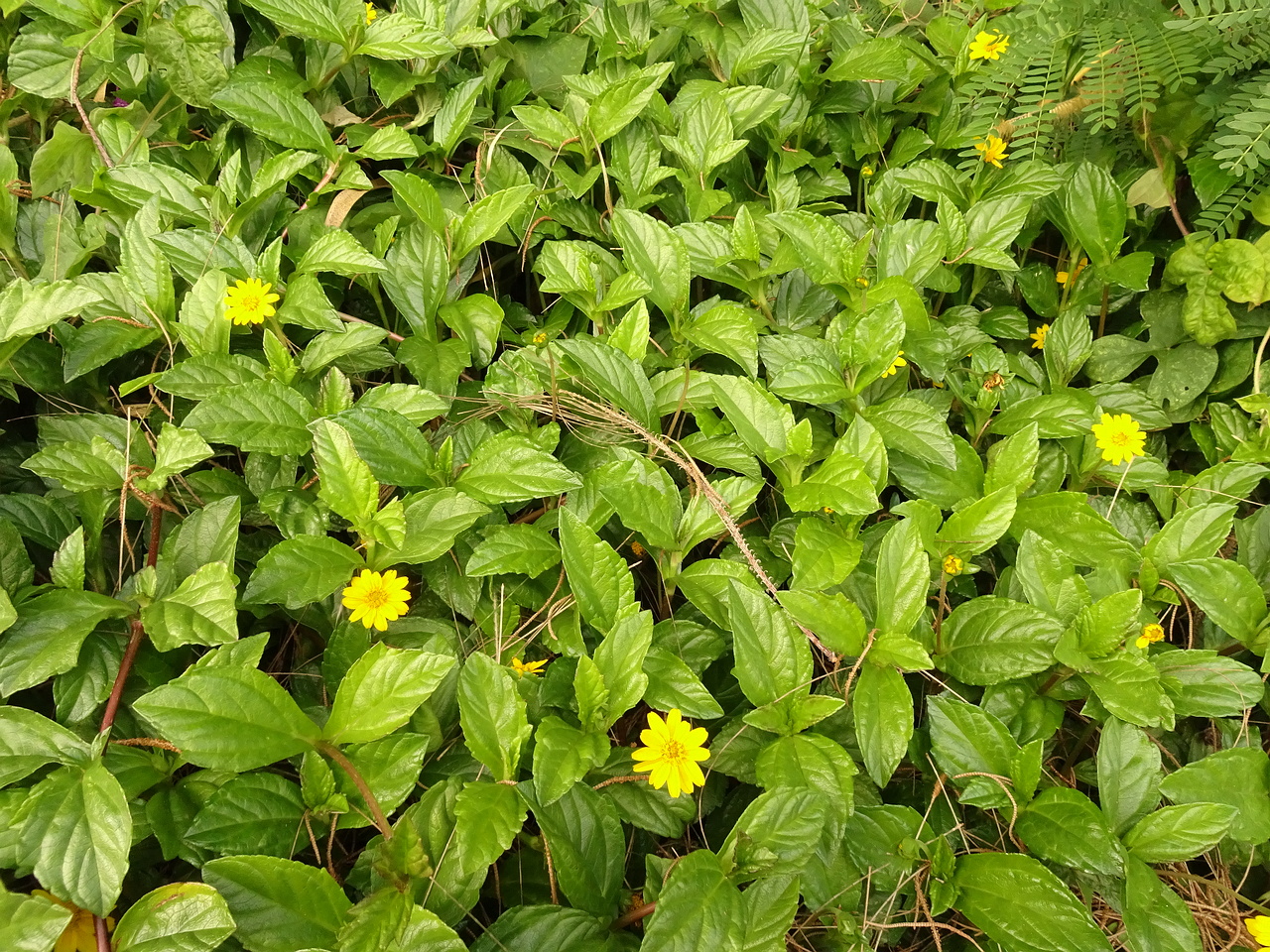 DSC07936
