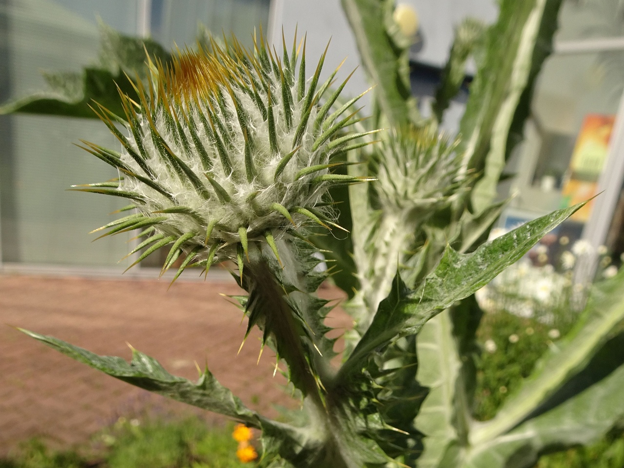 00DSC09660_