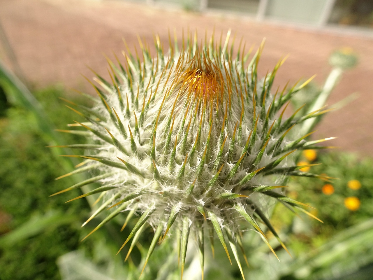 0DSC09668