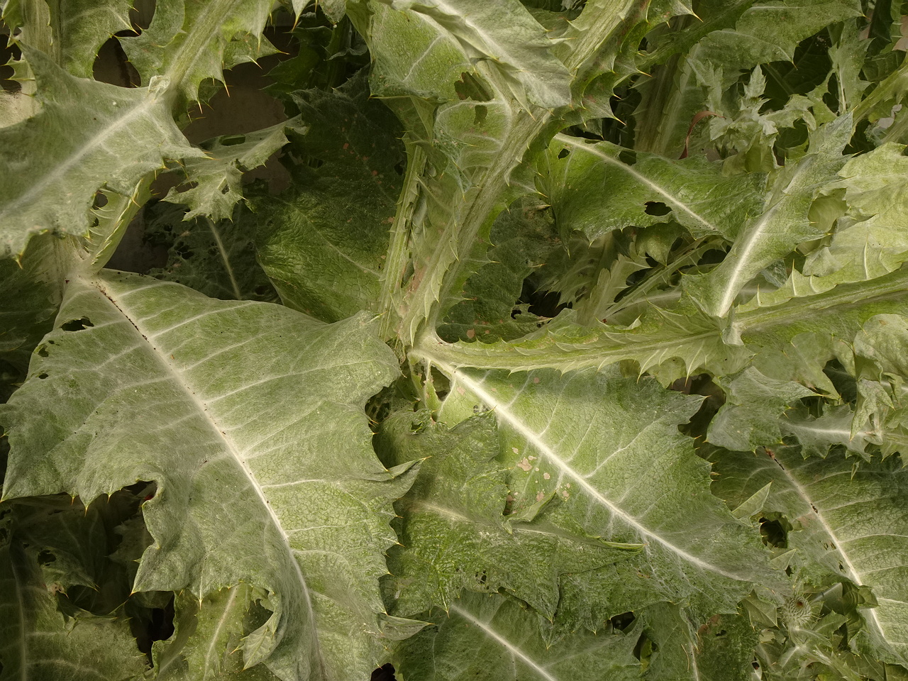 DSC04190