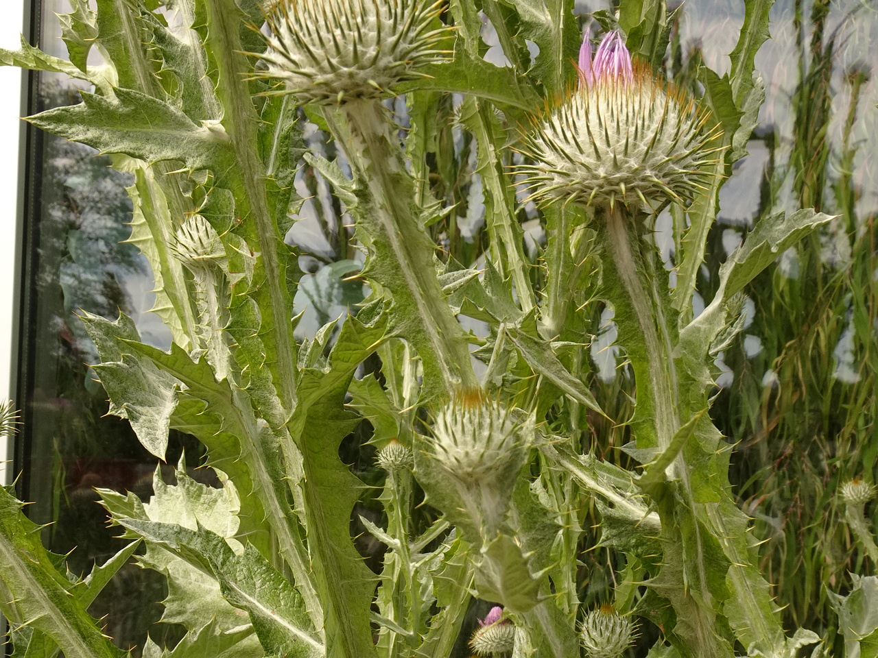 DSC04191