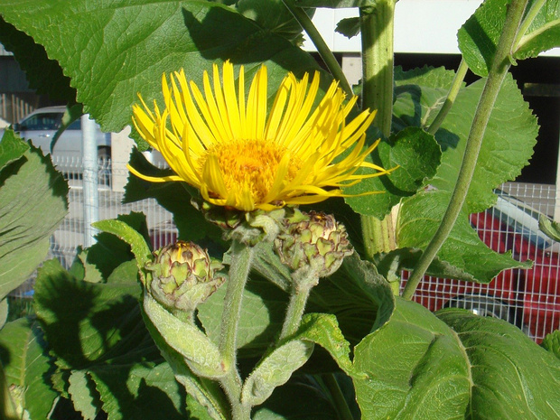 Телекия прекрасная - Telekia speciosa