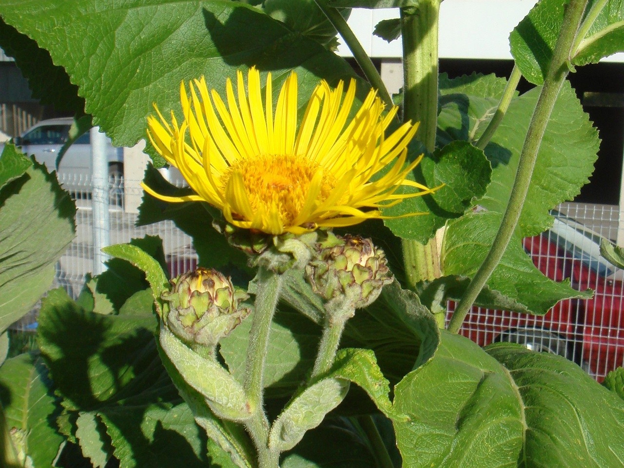 DSC03236