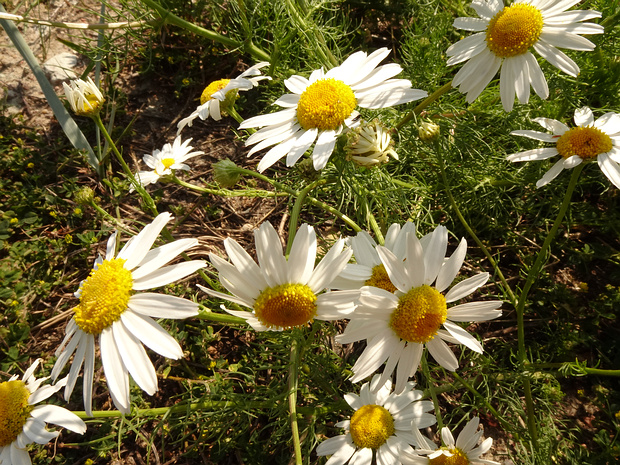 Трёхрёберник приморский - Tripleurospermum maritimum