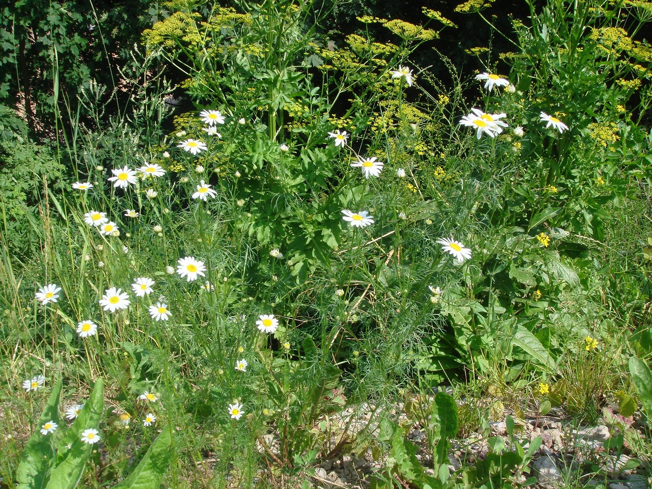 DSC04239