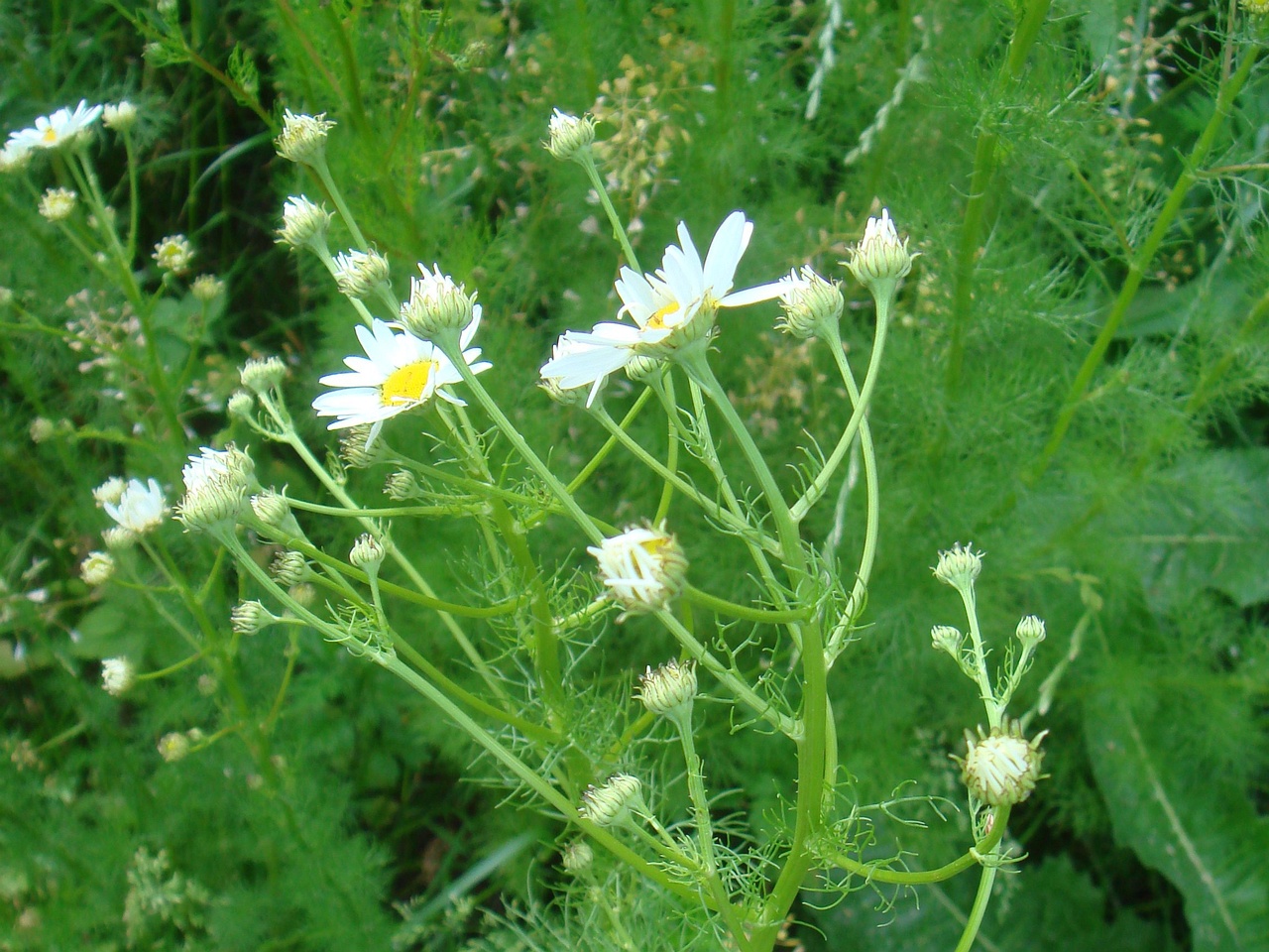 DSC07610