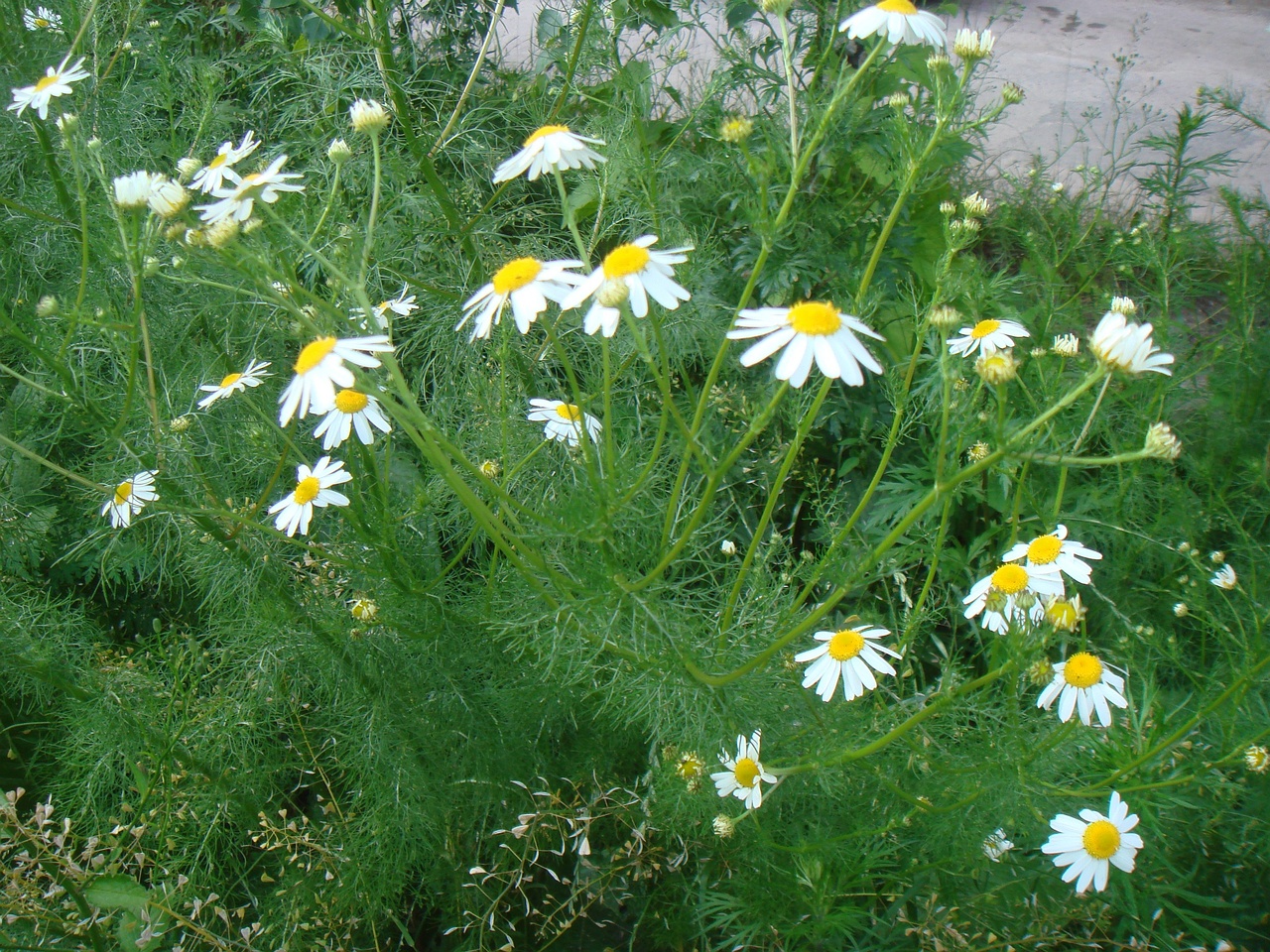 DSC07612