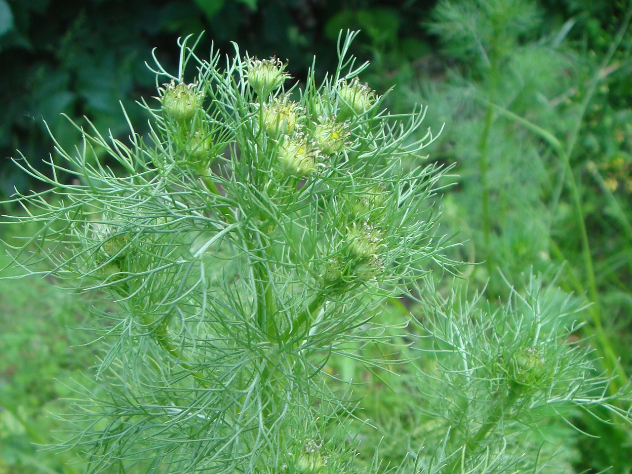 DSC07614