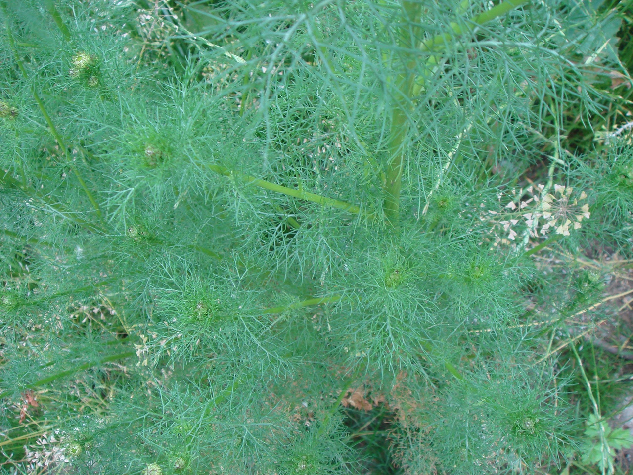 DSC08029