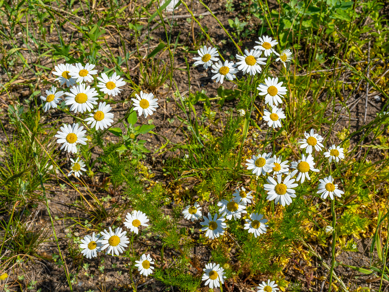 kiikri_deserted_plant_field-10