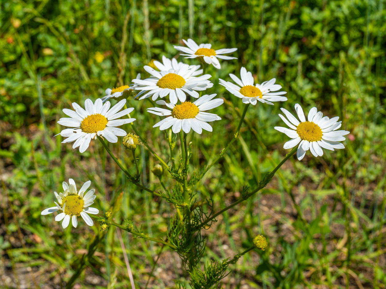 kiikri_deserted_plant_field-11