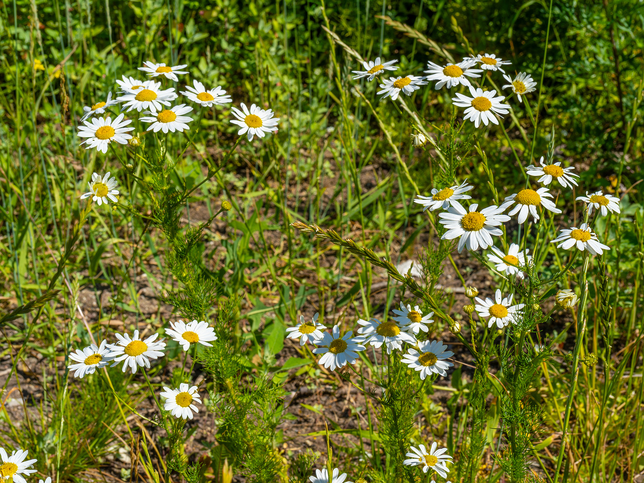 kiikri_deserted_plant_field-12