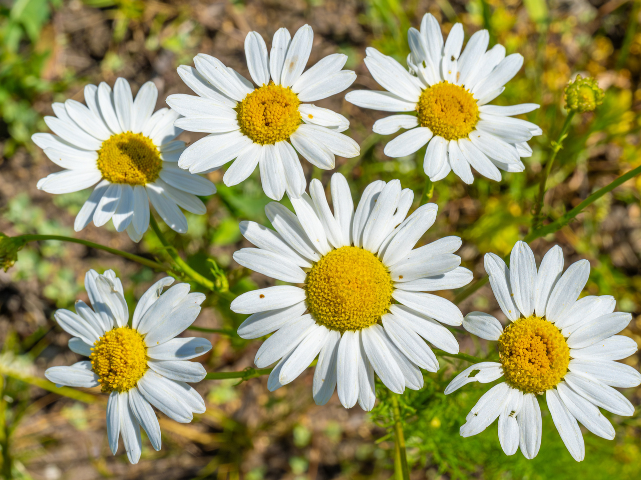 kiikri_deserted_plant_field-13
