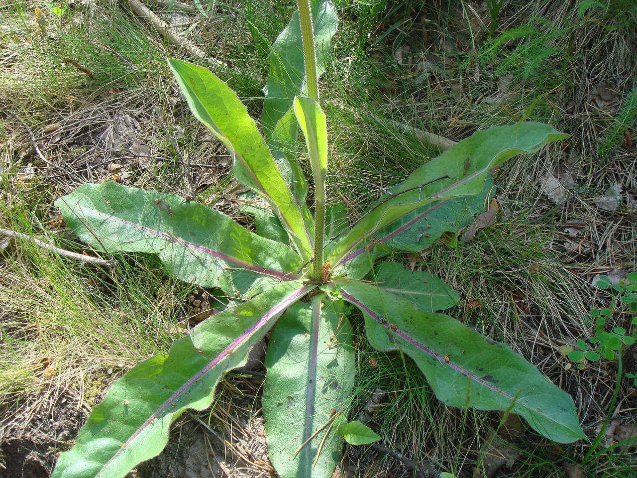 DSC01227