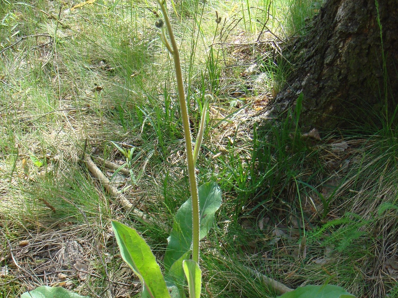 DSC01229