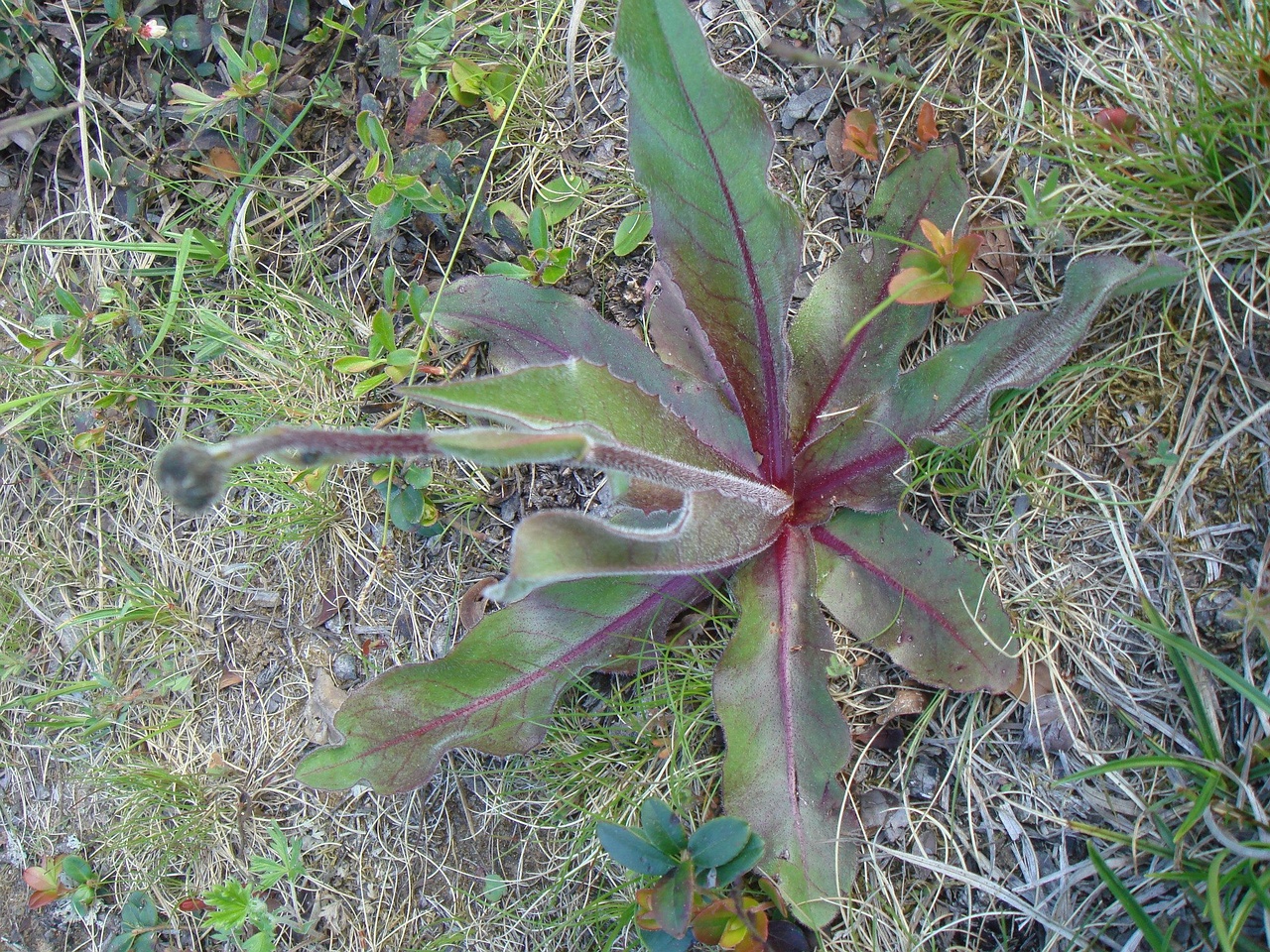 DSC01230