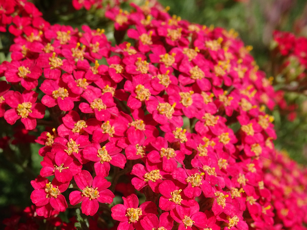 Тысячелистник обыкновенный 'Паприка' - Achillea millefolium 'Paprika'