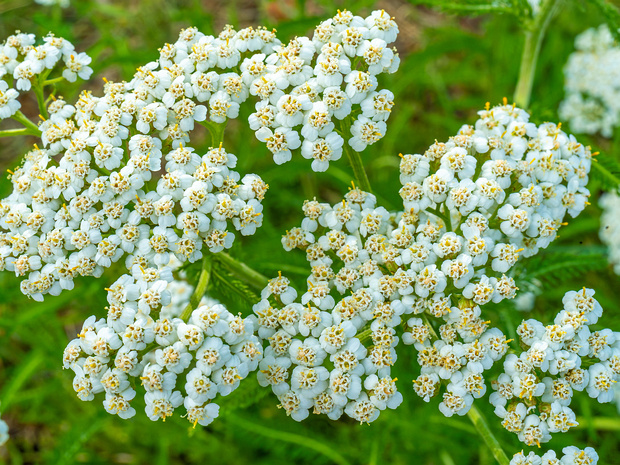 Тысячелистник обыкновенный белая форма - Achillea millefolium