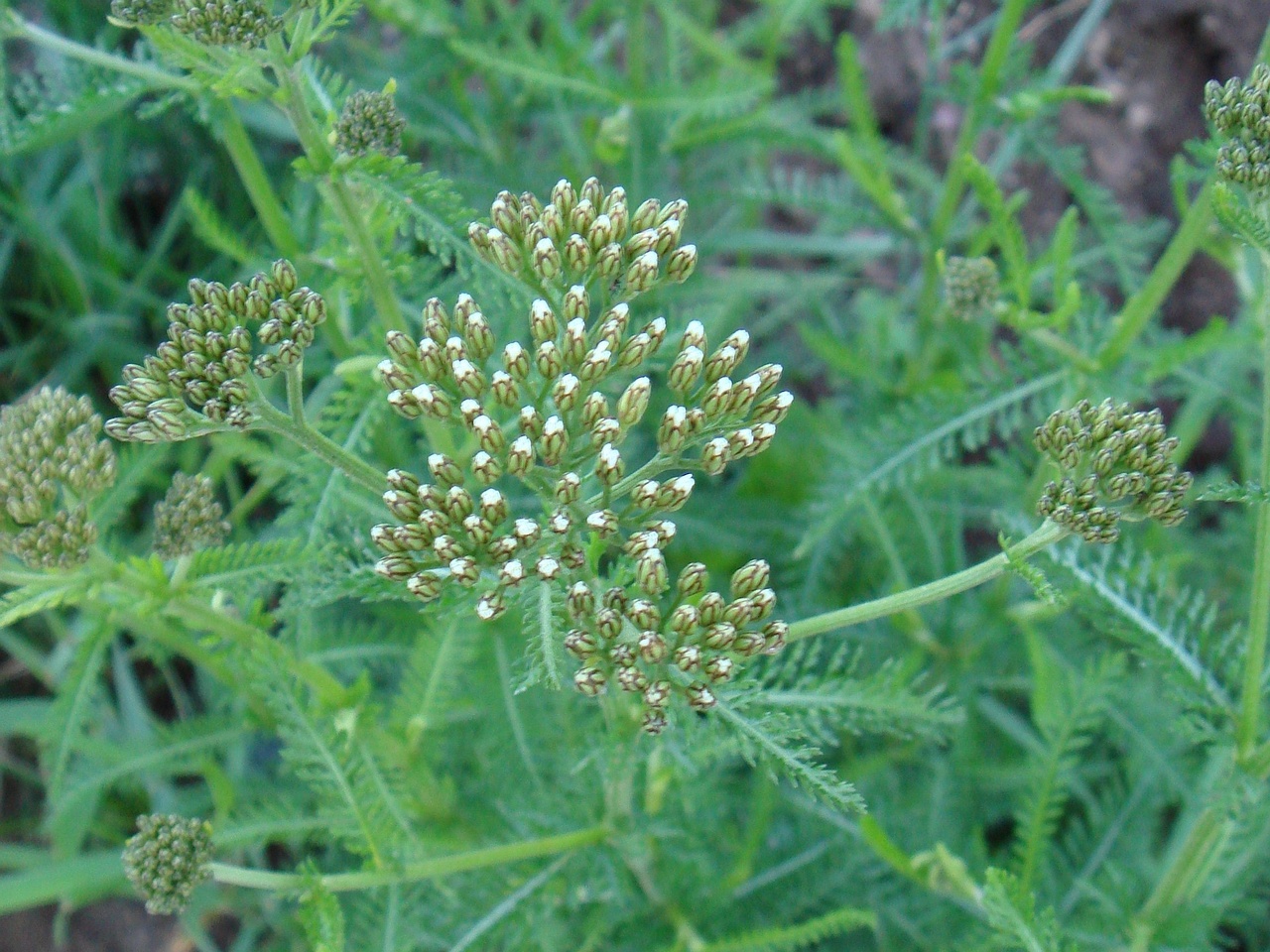 DSC00770