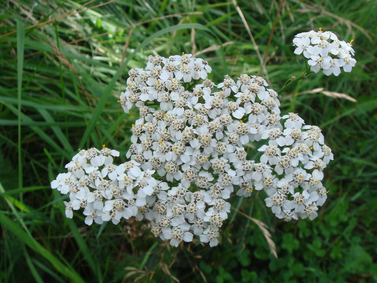 DSC04598
