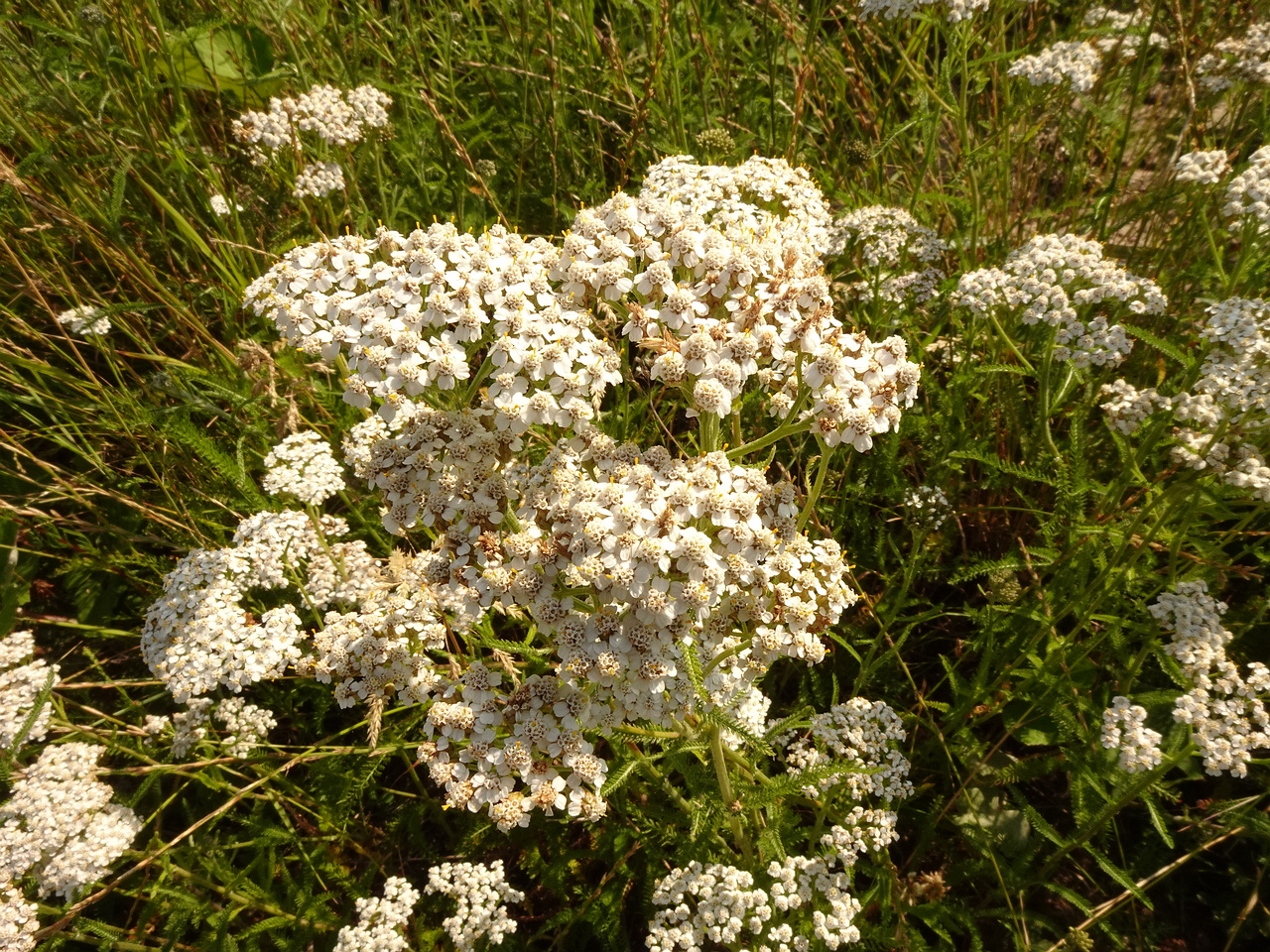 DSC04740