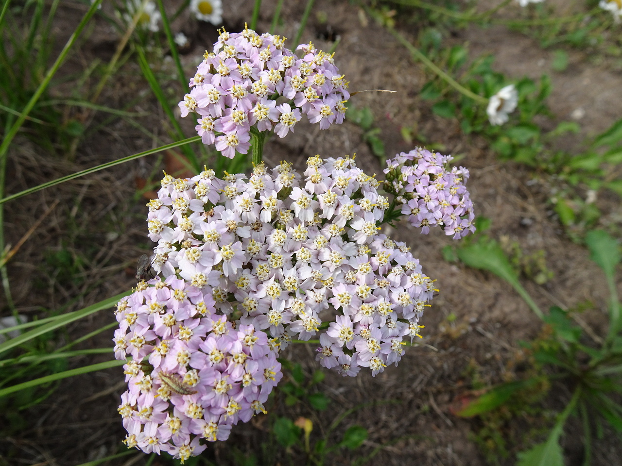 DSC09315