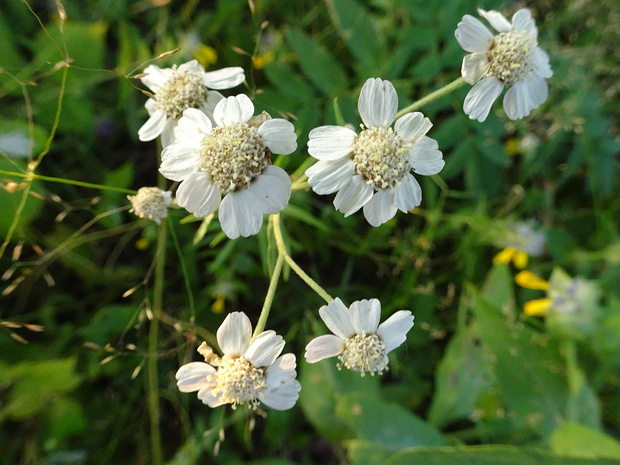 Тысячелистник птармика - Achillea ptarmica