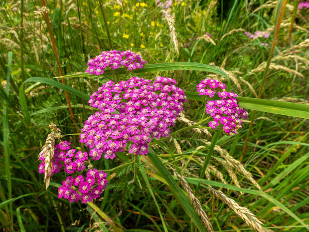 Тысячелистник расставленный - Achillea distans