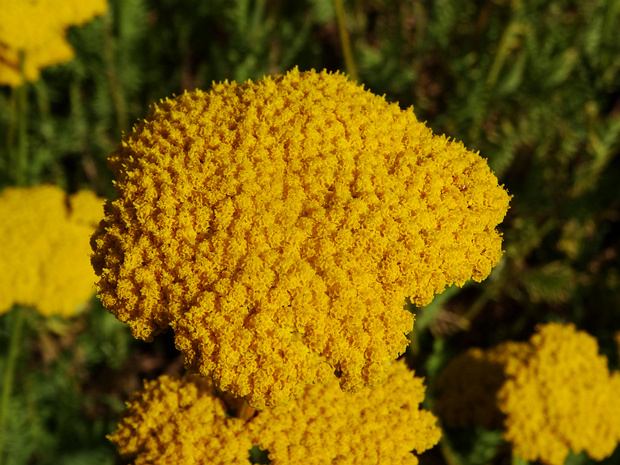 Тысячелистник таволговый 'Ткань из Золота' - Achillea filipendulina 'Cloth of Gold'