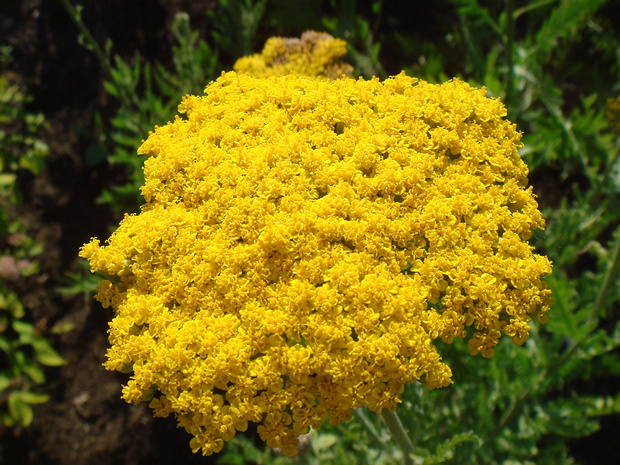 Тысячелистник таволговый - Achillea filipendulina