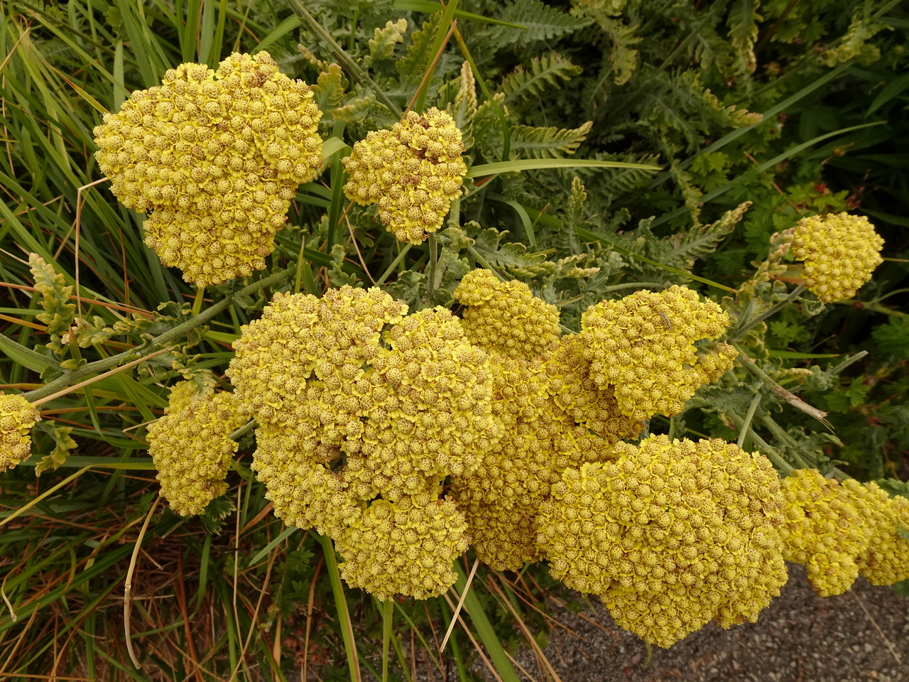 DSC04835