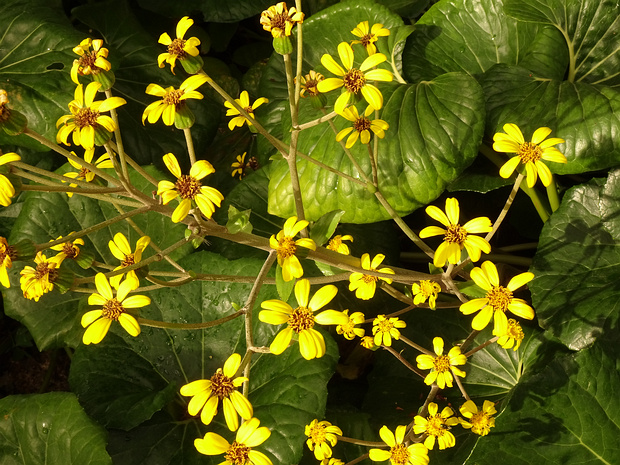 Фарфугиум японский - Farfugium japonicum