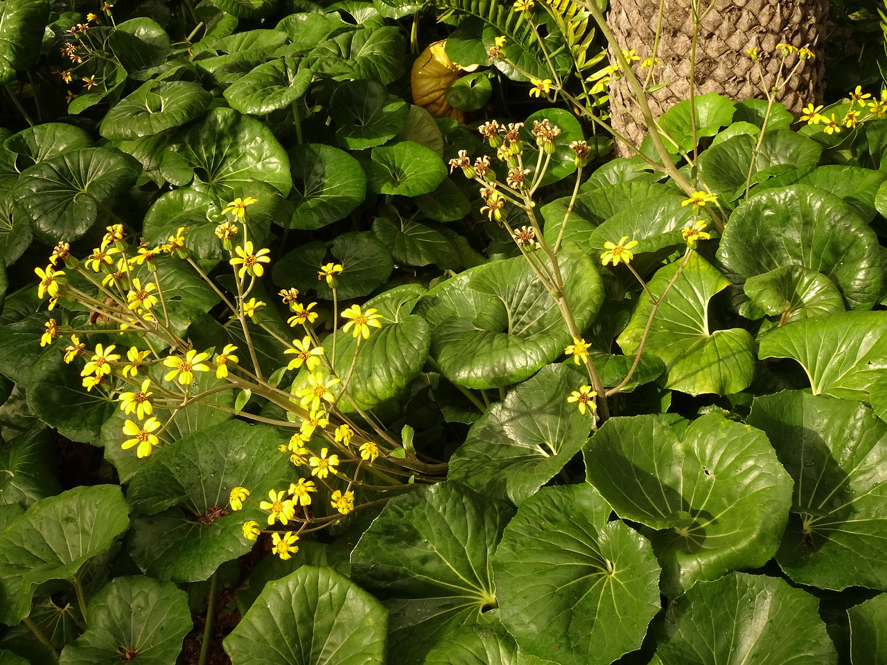 DSC07157